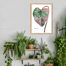 Load image into Gallery viewer, This gorgeous Philodendron, Pink Princess is a print of Toni’s beautiful original watercolor painting. This gorgeous print is the perfect addition to any keen plant lovers room.