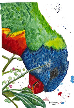 Load image into Gallery viewer, Rainbow Lorikeets are known to be cheeky birds and ‘Garry’ is no exception. This is a beautiful art print of Toni’s original watercolour art. His beautiful vibrant colours are perfect for brightening up any room.