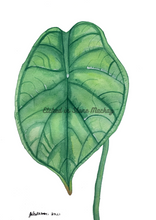 Load image into Gallery viewer, This gorgeous Alocasia Baginda, Dragons Scale is a print of Toni’s beautiful original watercolour. This beautiful Palm leaf is the perfect Wall Art addition to any keen plant lovers room.
