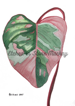 Load image into Gallery viewer, This gorgeous Philodendron, Pink Princess is a print of Toni’s beautiful original watercolor painting. This gorgeous print is the perfect addition to any keen plant lovers room.