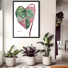 Load image into Gallery viewer, This gorgeous Philodendron, Pink Princess is a print of Toni’s beautiful original watercolor painting. This gorgeous print is the perfect addition to any keen plant lovers room.