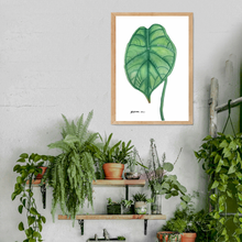 Load image into Gallery viewer, This gorgeous Alocasia Baginda, Dragons Scale is a print of Toni’s beautiful original watercolour. This beautiful Palm leaf is the perfect Wall Art addition to any keen plant lovers room.