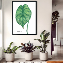 Load image into Gallery viewer, This gorgeous Alocasia Baginda, Dragons Scale is a print of Toni’s beautiful original watercolour. This beautiful Palm leaf is the perfect Wall Art addition to any keen plant lovers room.   
