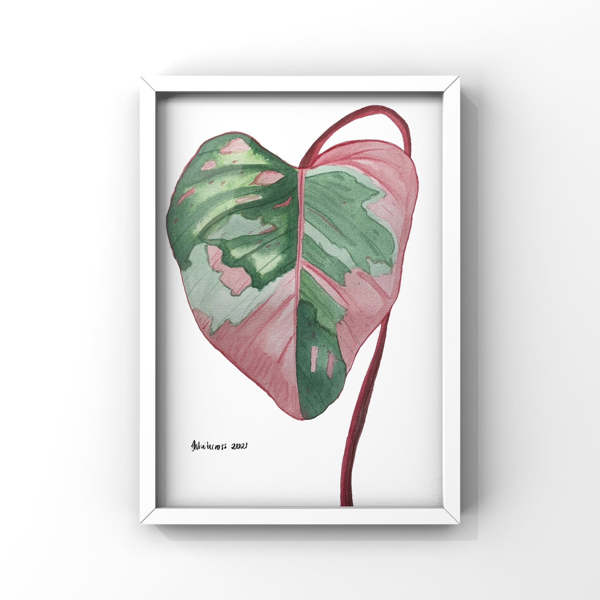 philodendron watercolor Philodendron Pink Princess Wall Art Print – Etched in Stone and Artistry